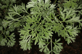 Artemisia absinthium 'Lambrook Silver' RCP4-07 153.jpg